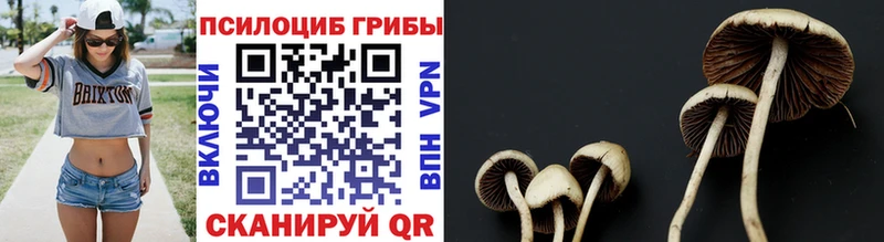 дарнет шоп  Талица  Псилоцибиновые грибы MAGIC MUSHROOMS 